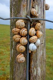 Des escargots des dunes en expédition verticale sur Theodor Decker