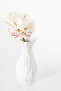 Weiße Rose von Birgitta Tuithof