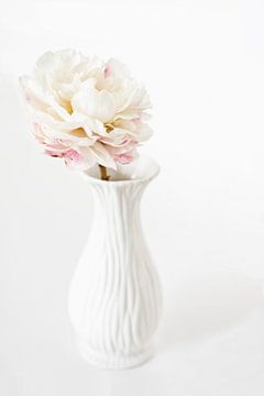 Witte roos