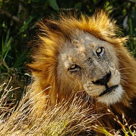 lion fatigué sur Meleah Fotografie