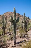 ARIZONA Désert II 