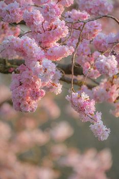 Zweig mit vielen Blüten