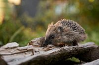 Jonge egel in de tuin