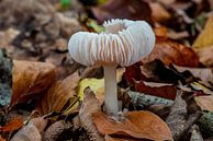 Rustgevend wit paddenstoeltje van Rob Smit thumbnail