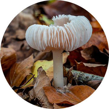 Rustgevend wit paddenstoeltje