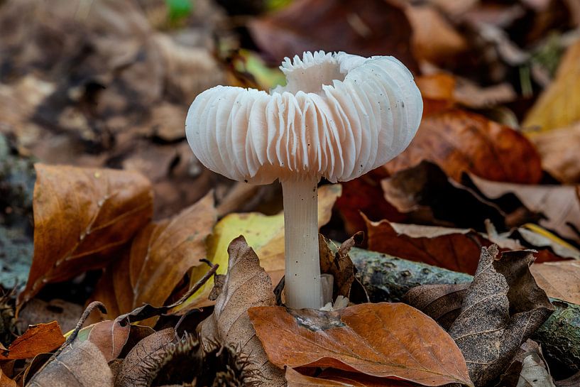 Rustgevend wit paddenstoeltje van Rob Smit