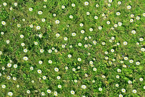 Gänseblümchen Wiese