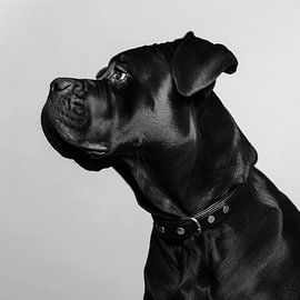 Cane Corso portrait by Poster Art Shop