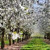 Momentopname van de lente bloesem in de streek van Sint-Truiden België sur Bruno Baudry