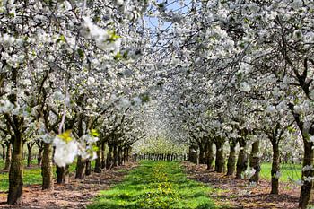 Momentopname van de lente bloesem in de streek van Sint-Truiden België