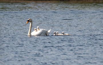 Taxi Swan by Jean's Photography