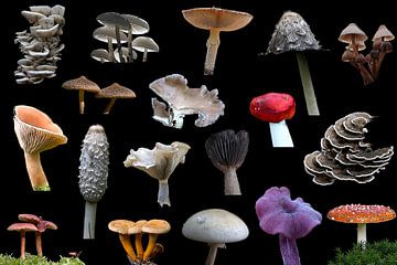 Verzameling paddenstoelen en zwammen tegen een zwarte achtergrond