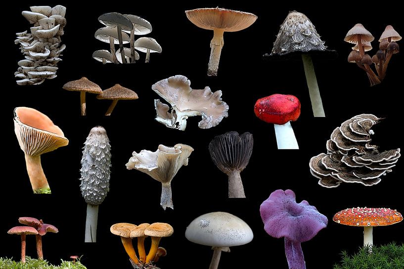 Collection of mushrooms and fungi against a black background by W J Kok