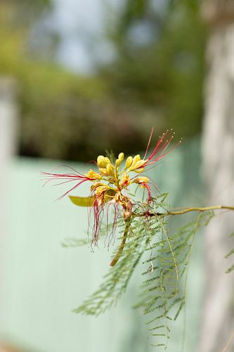 Fleur sur Sam Loman