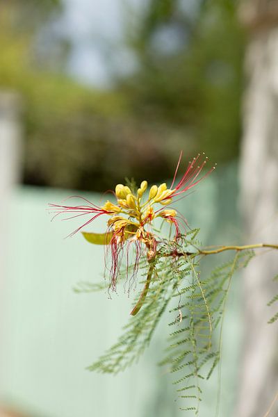 Flower by Sam Loman