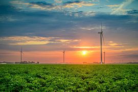 Potato plants growing in a field during sunset by Sjoerd van der Wal Photography