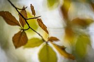 Autumn leaves by Gonnie van de Schans thumbnail