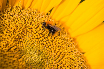 Sonnenblume mit Biene