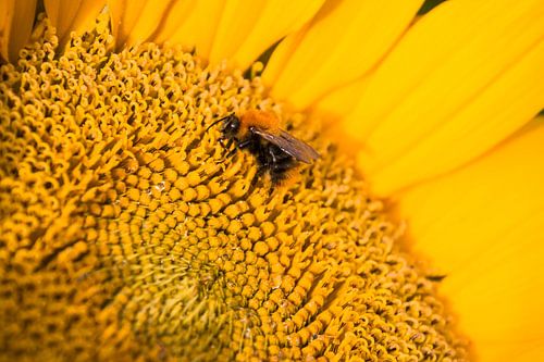 Zonnebloem met bij