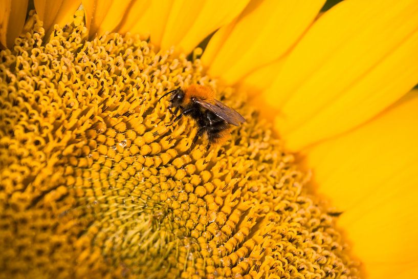 Zonnebloem met bij van Studio Mirabelle