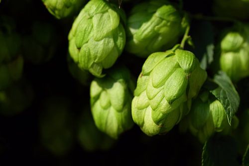 Grüner Hopfen