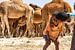 Broers in woestijn met kamelen (Tunesië) van Jessica Lokker