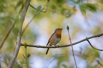 Roodborst van Anton Kloof