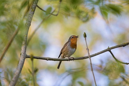 Robin