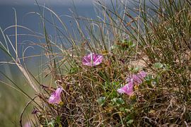 Zeewinde by By Foto Joukje