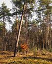 Landgoed Velhorst - Lochem (Nederland) van Marcel Kerdijk thumbnail