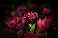 Donkere Tulp by Jovas Fotografie thumbnail