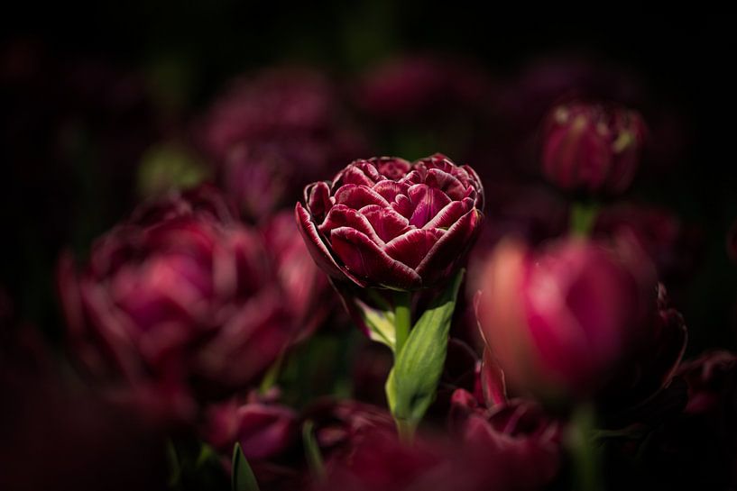 Donkere Tulp by Jovas Fotografie