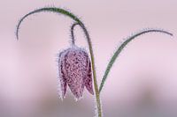 frozen Fritillary