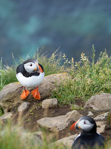 Papegaaiduiker in Látrabjarg in de Westfjorden van IJsland