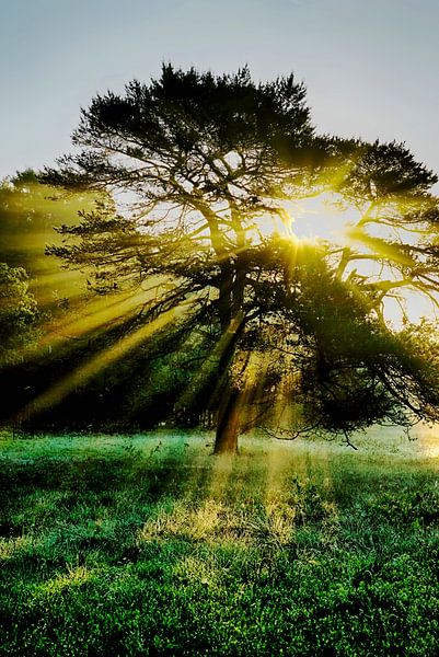 a ray off light by YH photoarts