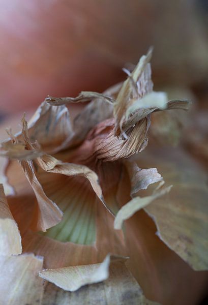 Onions by Nicky Schouten