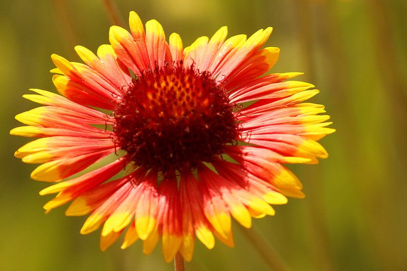 Bright red, orange and yellow flower by Suzanna Lasalla