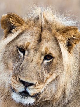 Portret van een jonge leeuw van victor van bochove