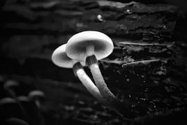 Lanternes dans la forêt sur Maickel Dedeken