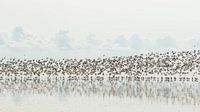 Vogeltrek