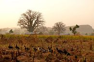 Landschap in Noord Benin in het land van de Somba van Cora Unk thumbnail