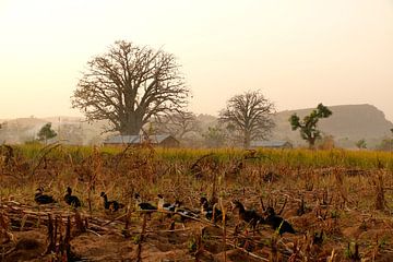 Landschap in Noord Benin in het land van de Somba van Cora Unk