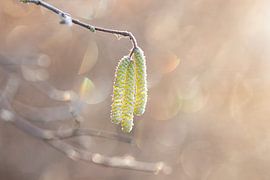Bokeh by Lindy Hageman
