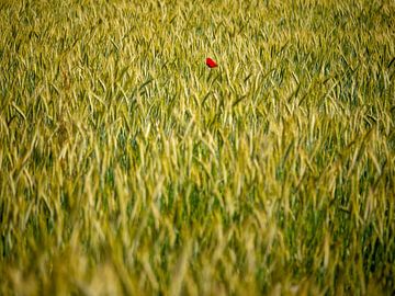 Maanbloem in het tarweveld van Matteo Del Grosso