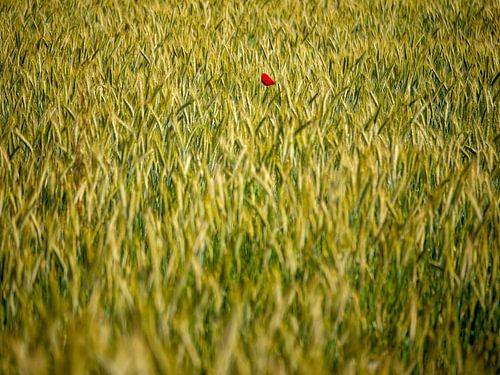 Moonflower in the wheat field
