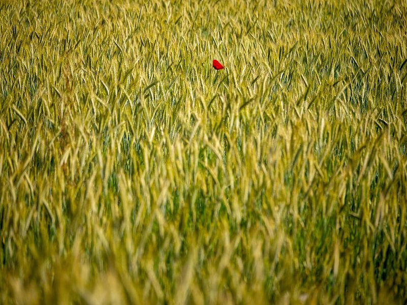 Moonflower in the wheat field by Matteo Del Grosso