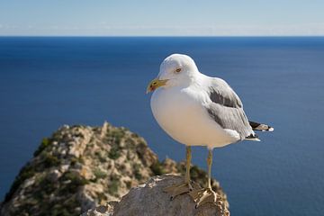 Mouette de la côte méditerranéenne