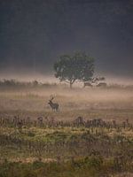 Cerf élaphe dans la brume