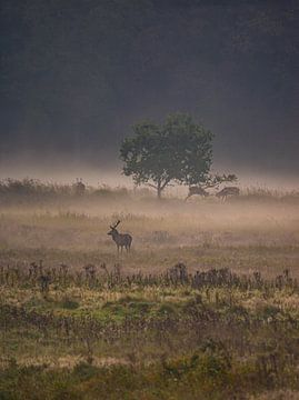 Cerf élaphe dans la brume sur kevin dorenberg