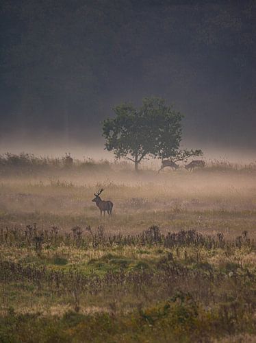 Cerf élaphe dans la brume